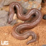 Anery Striped Kenyan Sand Boas For Sale - Underground Reptiles
