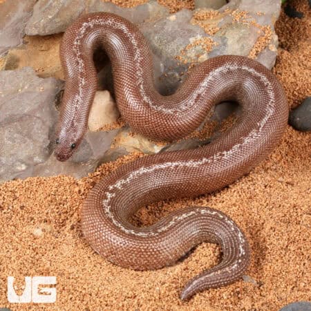 Anery Striped Kenyan Sand Boas For Sale - Underground Reptiles