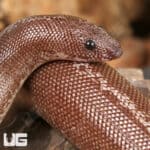 Anery Striped Kenyan Sand Boas For Sale - Underground Reptiles