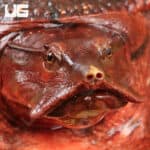 Aubry's Flapshell Turtles (Cycloderma aubryi) for sale - Underground Reptiles