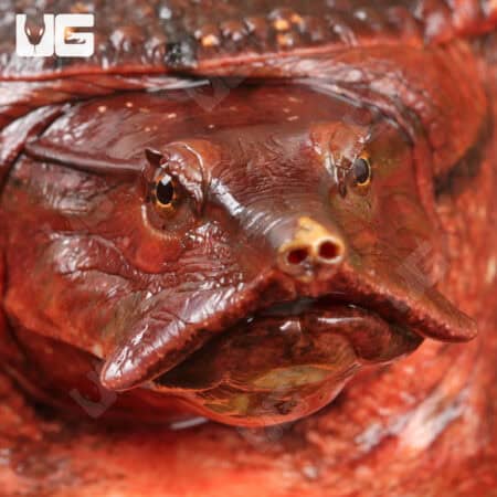 Aubry's Flapshell Turtles (Cycloderma aubryi) for sale - Underground Reptiles