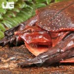 Aubry's Flapshell Turtles (Cycloderma aubryi) for sale - Underground Reptiles