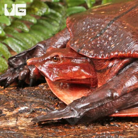 Aubry's Flapshell Turtles (Cycloderma aubryi) for sale - Underground Reptiles