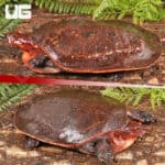 Aubry's Flapshell Turtles (Cycloderma aubryi) for sale - Underground Reptiles