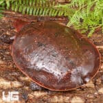Aubry's Flapshell Turtles (Cycloderma aubryi) for sale - Underground Reptiles