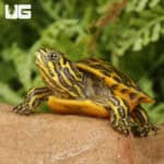 Baby Golden Flame Florida Redbelly Cooter Turtles For Sale - Underground Reptiles