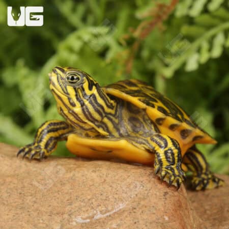 Baby Golden Flame Florida Redbelly Cooter Turtles For Sale - Underground Reptiles