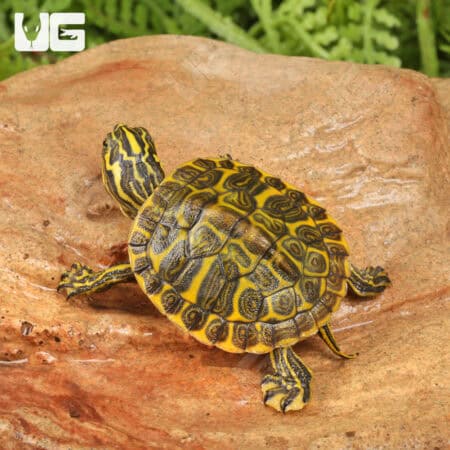 Baby Golden Flame Florida Redbelly Cooter Turtles For Sale - Underground Reptiles