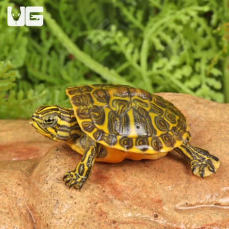 Baby Golden Flame Florida Redbelly Cooter Turtles For Sale - Underground Reptiles