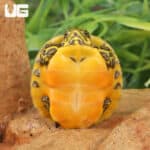 Baby Golden Flame Florida Redbelly Cooter Turtles For Sale - Underground Reptiles