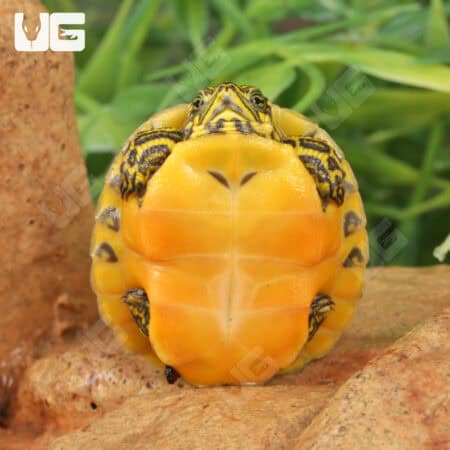 Baby Golden Flame Florida Redbelly Cooter Turtles For Sale - Underground Reptiles