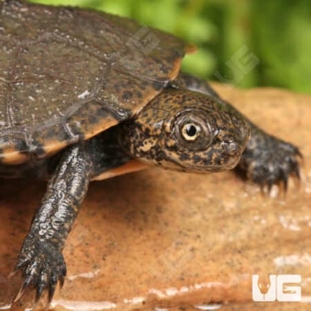 Baby Serrated Hinged Terrapin Turtles For Sale - Underground Reptiles