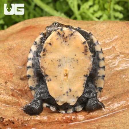 Baby Serrated Hinged Terrapin Turtles For Sale - Underground Reptiles