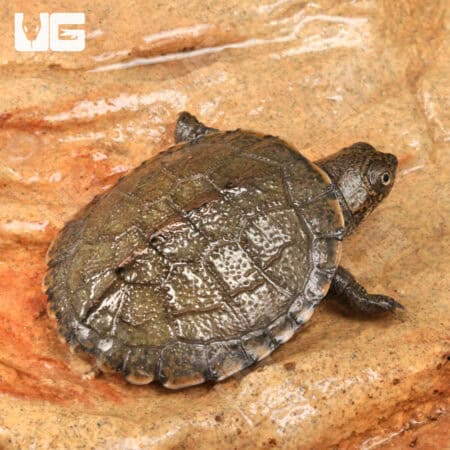 Baby Serrated Hinged Terrapin Turtles For Sale - Underground Reptiles