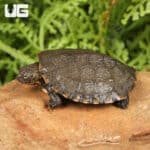 Baby Serrated Hinged Terrapin Turtles For Sale - Underground Reptiles