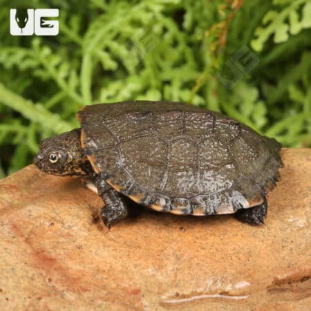 Baby Serrated Hinged Terrapin Turtles For Sale - Underground Reptiles