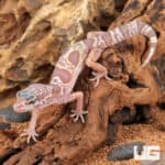 Baby Baby Albino Chocolate Clown Leopard Geckos (Eublepharis macularius) For Sale - Underground Reptiles