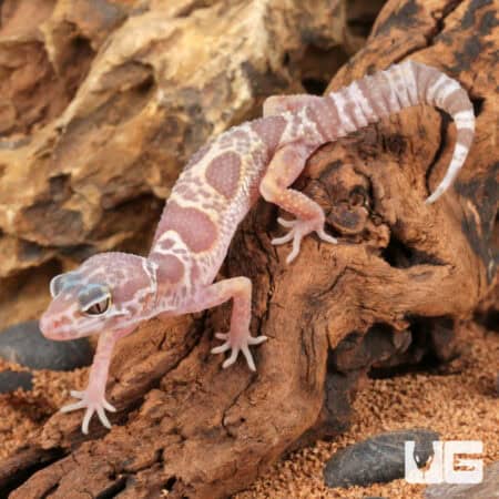 Baby Baby Albino Chocolate Clown Leopard Geckos (Eublepharis macularius) For Sale - Underground Reptiles