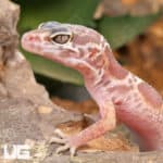 Baby Baby Albino Chocolate Clown Leopard Geckos (Eublepharis macularius) For Sale - Underground Reptiles