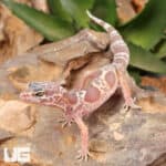 Baby Baby Albino Chocolate Clown Leopard Geckos (Eublepharis macularius) For Sale - Underground Reptiles