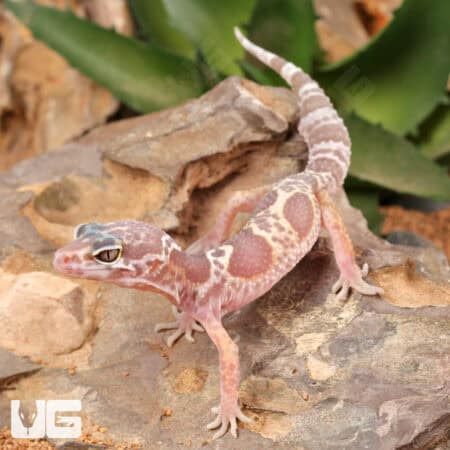 Baby Baby Albino Chocolate Clown Leopard Geckos (Eublepharis macularius) For Sale - Underground Reptiles