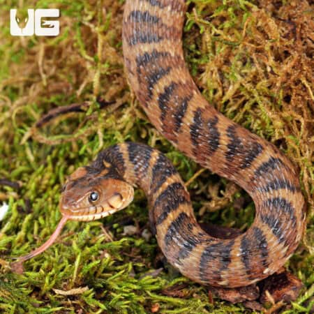 Baby Banded Water Snakes For Sale - Underground Reptiles