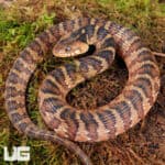 Baby Banded Water Snakes For Sale - Underground Reptiles