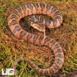 Baby Banded Water Snakes For Sale - Underground Reptiles