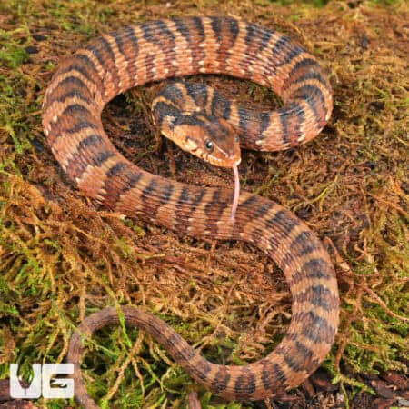 Baby Banded Water Snakes For Sale - Underground Reptiles