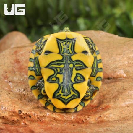Baby Brazilian D'Orbigny's Slider Turtles For Sale - Underground Reptiles
