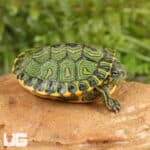 Baby Brazilian D'Orbigny's Slider Turtles For Sale - Underground Reptiles