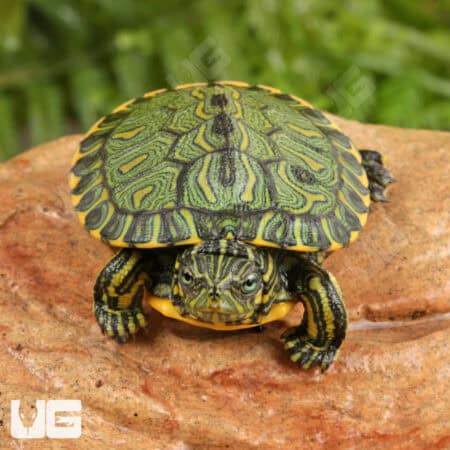 Baby Brazilian D'Orbigny's Slider Turtles For Sale - Underground Reptiles