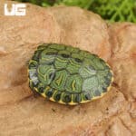 Baby Brazilian D'Orbigny's Slider Turtles For Sale - Underground Reptiles