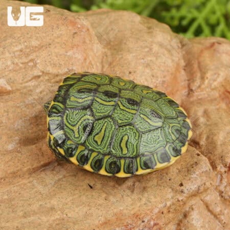 Baby Brazilian D'Orbigny's Slider Turtles For Sale - Underground Reptiles