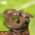 Dekay Snake For Sale - Underground reptiles