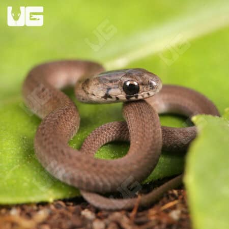 Dekay Snake For Sale - Underground reptiles