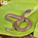 Dekay Snake For Sale - Underground reptiles