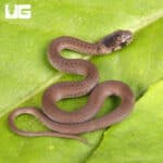 Dekay Snake For Sale - Underground reptiles