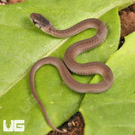 Dekay Snake For Sale - Underground reptiles