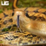 Chinese Beauty Het Hypo Calico Ratsnake For Sale - Underground Reptiles