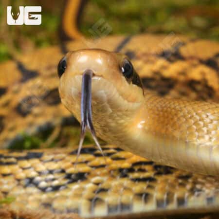 Chinese Beauty Het Hypo Calico Ratsnake For Sale - Underground Reptiles