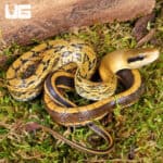 Chinese Beauty Het Hypo Calico Ratsnake For Sale - Underground Reptiles