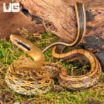 Chinese Beauty Het Hypo Calico Ratsnake For Sale - Underground Reptiles