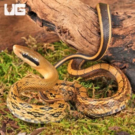 Chinese Beauty Het Hypo Calico Ratsnake For Sale - Underground Reptiles