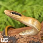 Chinese Beauty Het Hypo Calico Ratsnake For Sale - Underground Reptiles