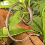 Baby Daudin's Vine Snake For Sale - Underground Reptiles