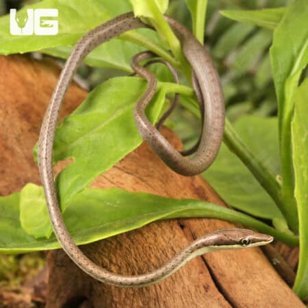 Baby Daudin's Vine Snake For Sale - Underground Reptiles