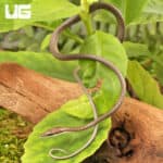 Baby Daudin's Vine Snake For Sale - Underground Reptiles