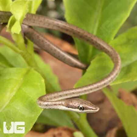 Baby Daudin's Vine Snake For Sale - Underground Reptiles