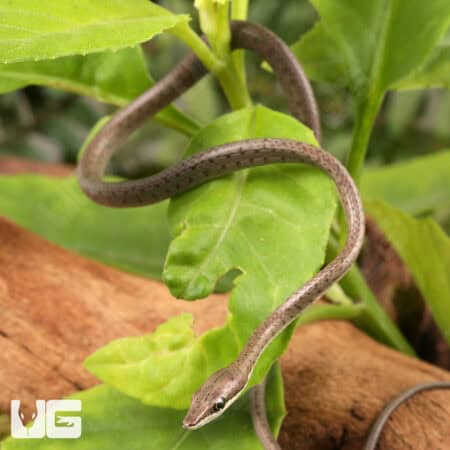 Baby Daudin's Vine Snake For Sale - Underground Reptiles